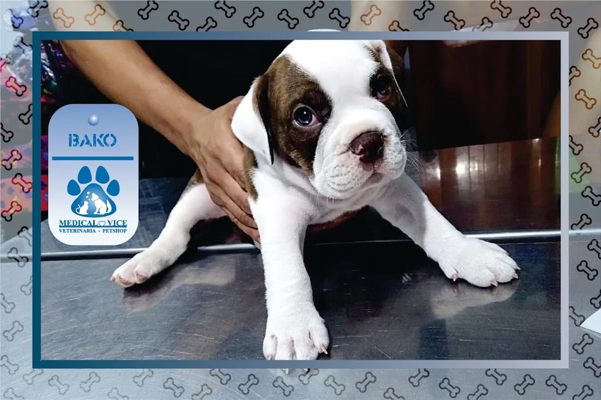 Veterinaria Medical Vice - Pet Shop