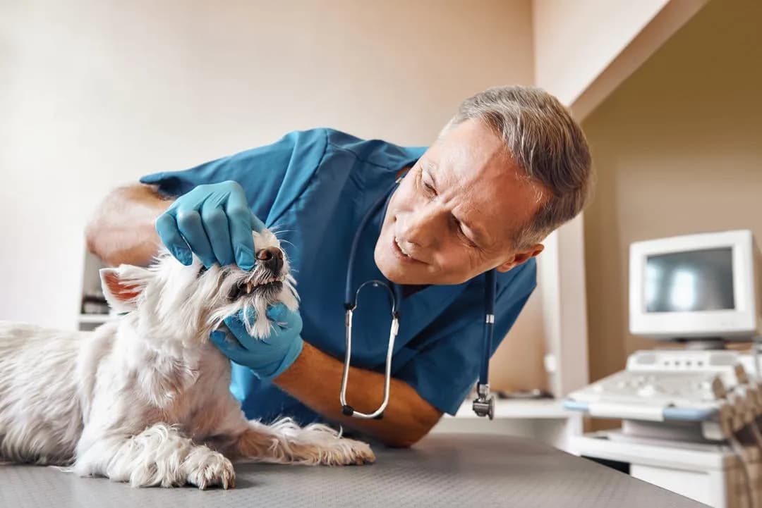 Veterinaria D Mascota - clínica veterinaria