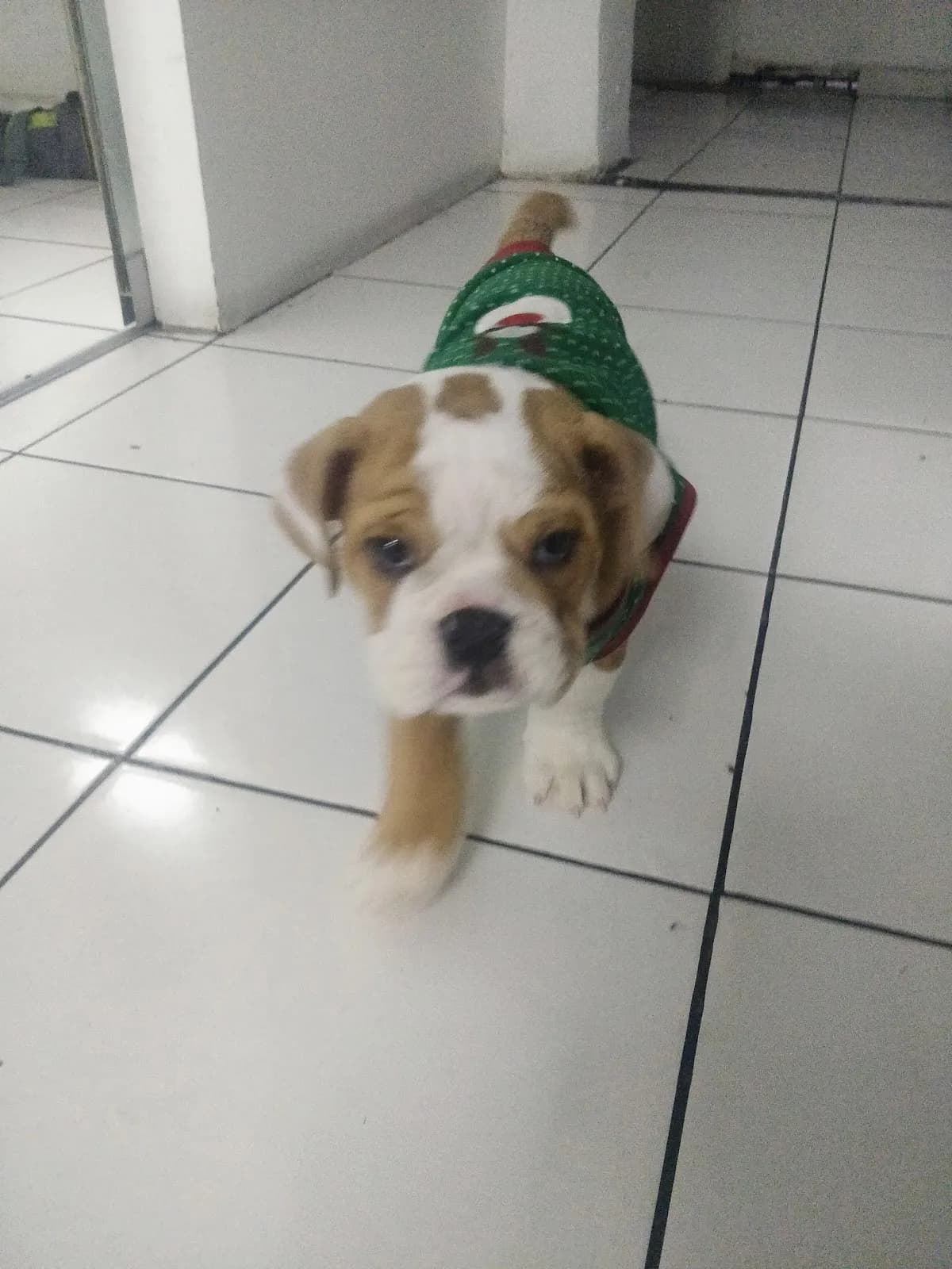 Vets unidas