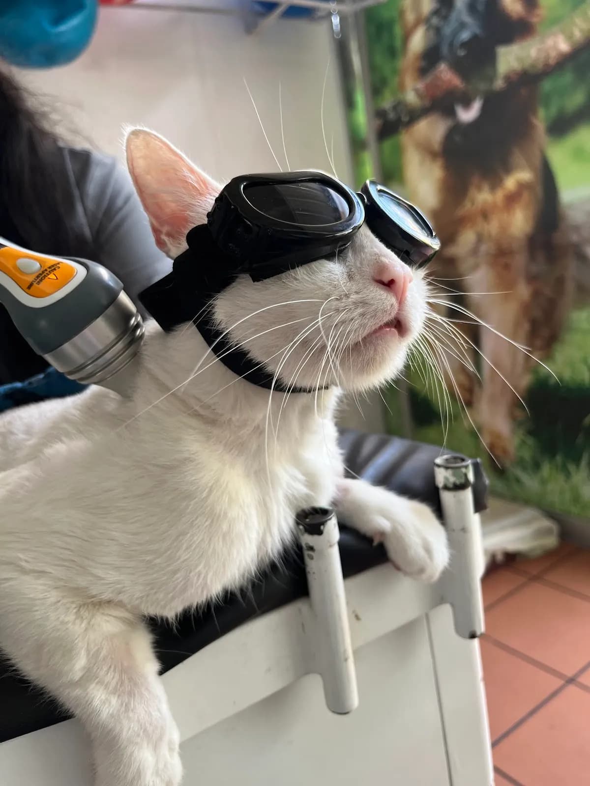 Clínica Veterinaria FISIOVET