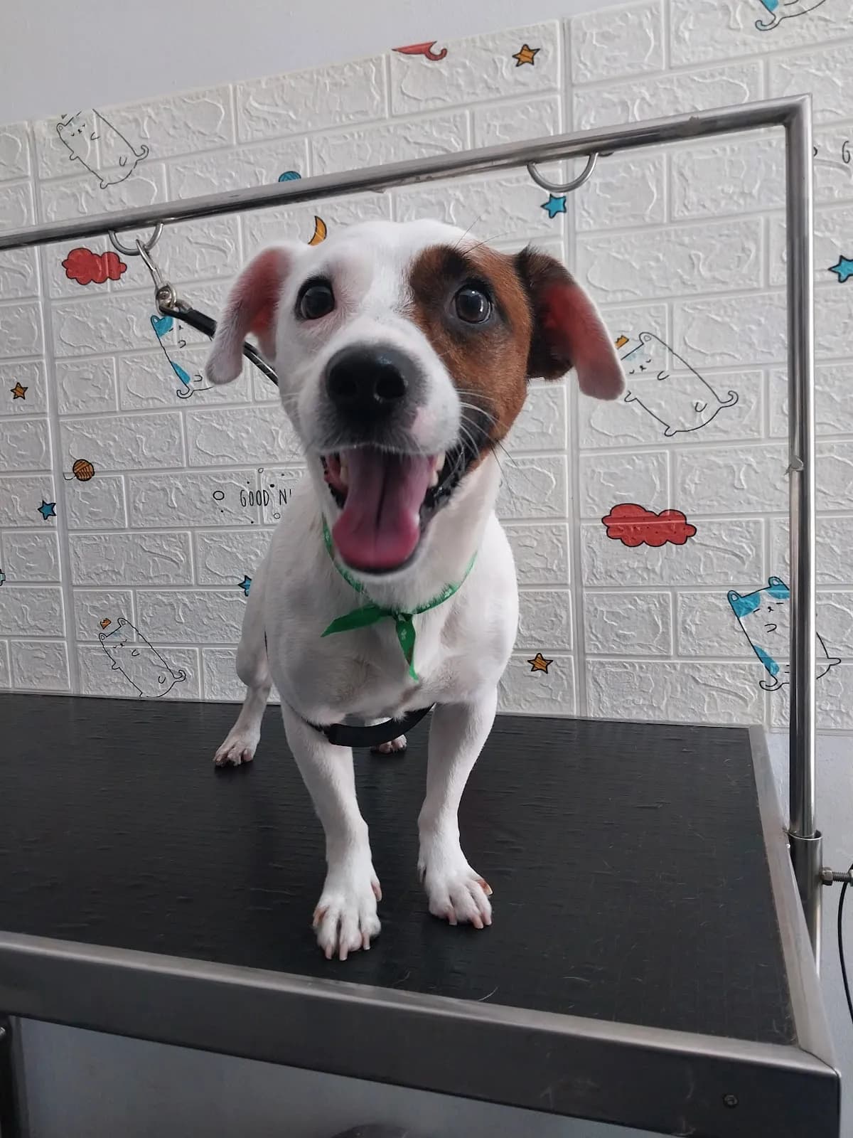 VETERINARIA Y PELUQUERIA CANINA "LAZZYVET" E I R LSURCO