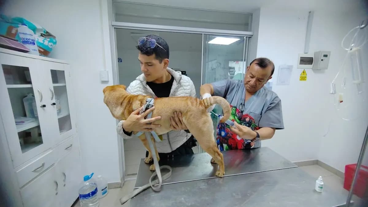 VETERINARIA EL DIARIO DE MI PERRO