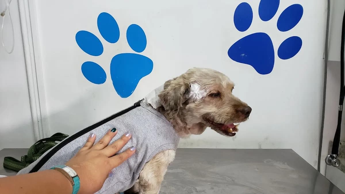 Lugger & Friends Pet Grooming Spa