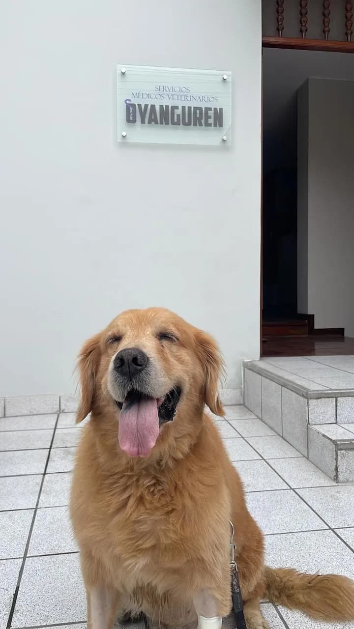 Servicios Médicos Veterinarios 24 horas Oyanguren - Sede Surquillo