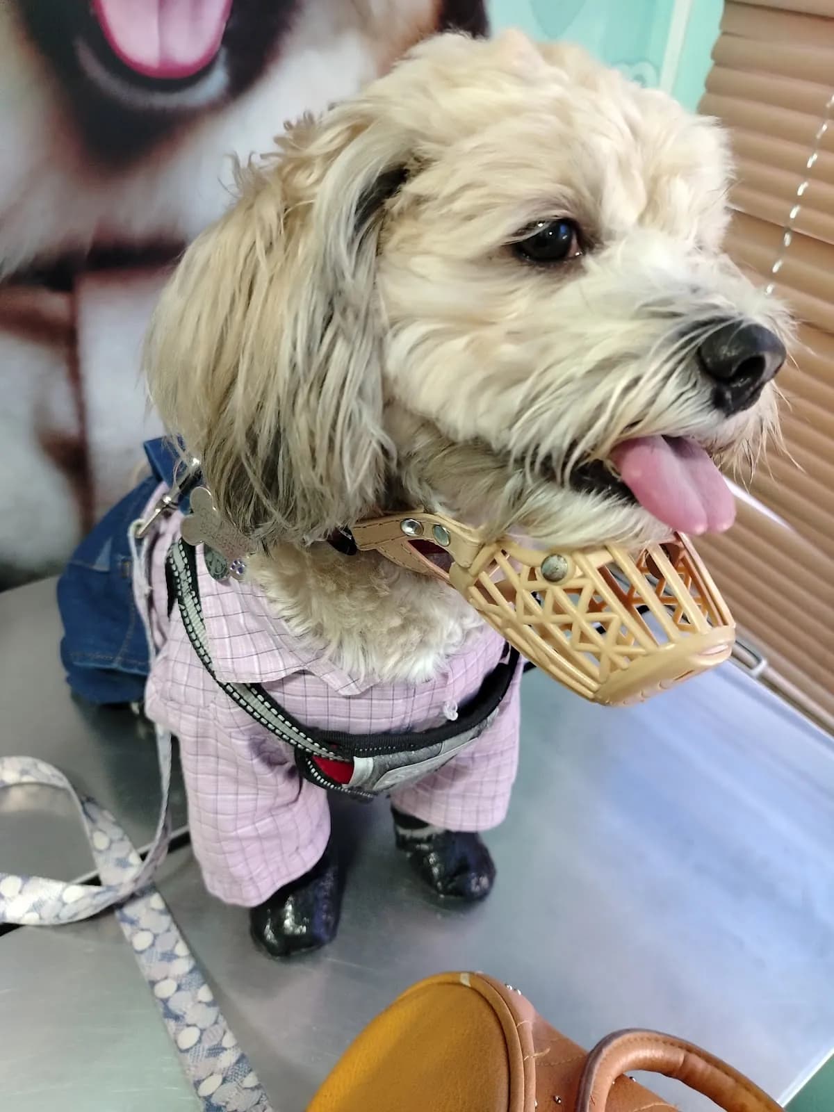 Pet Palace - Veterinaria y Spa