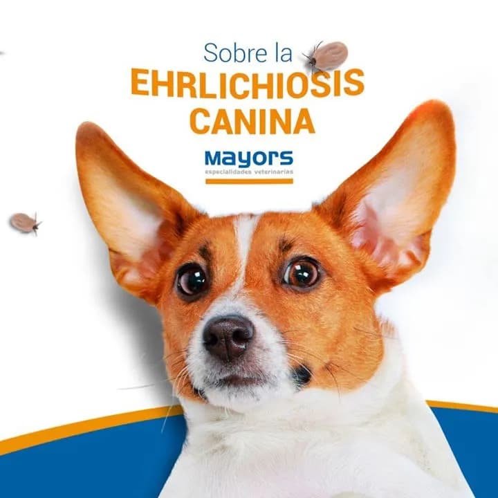 Veterinaria Dogtoracat