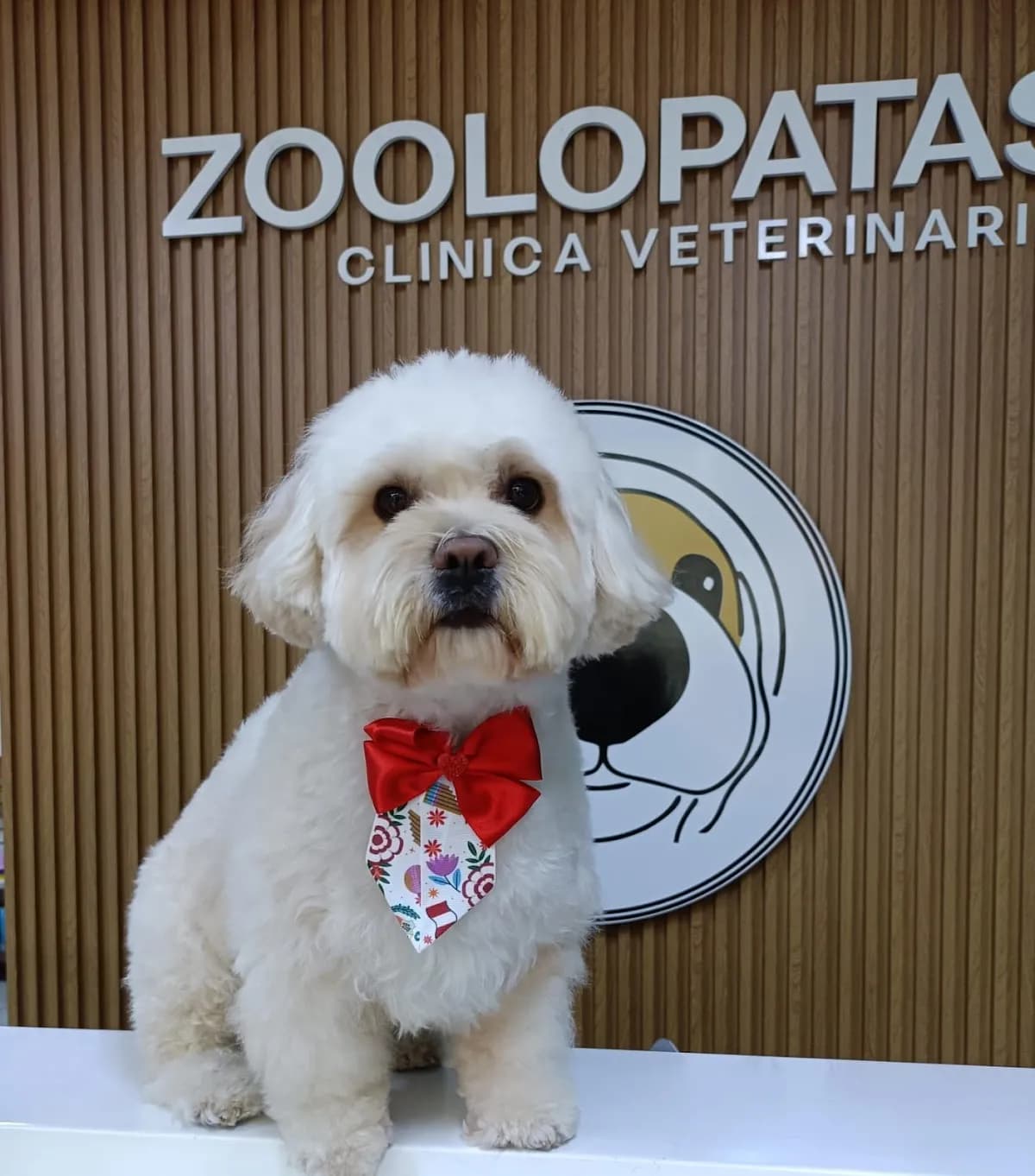 CLINICA VETERINARIA ZOOLOPATAS - SAN MARTÍN DE PORRES
