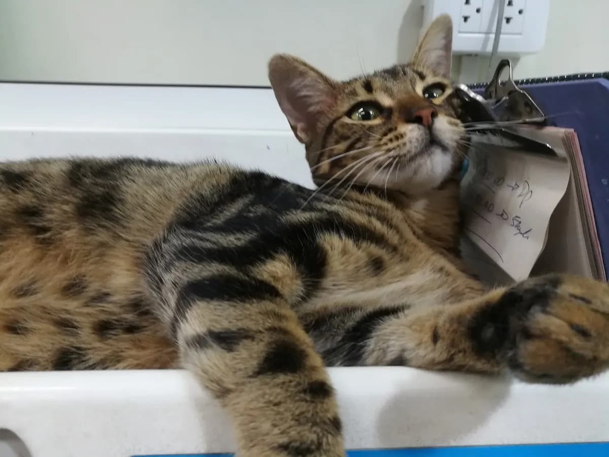 Ámbar Clínica Veterinaria Sede Principal