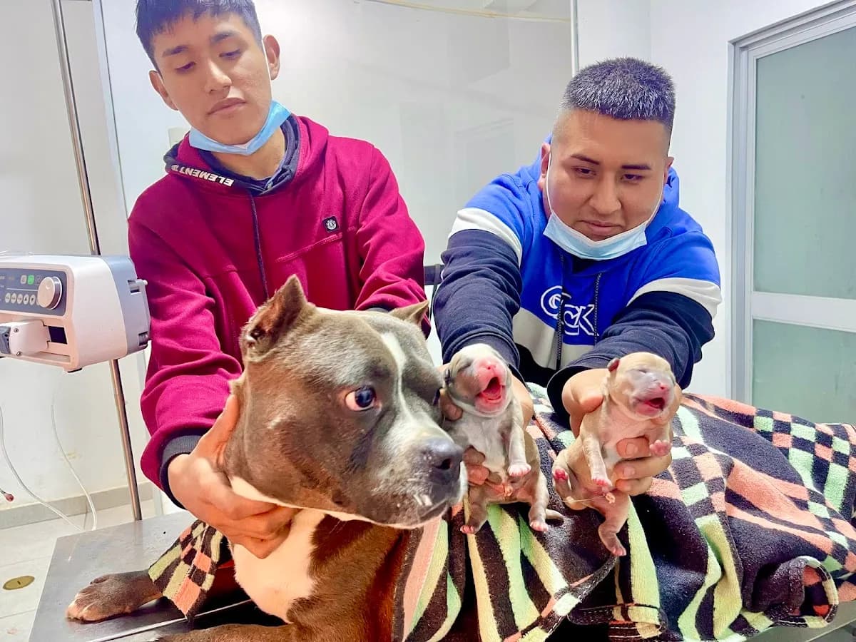 Montoya clínica VETERINARIA