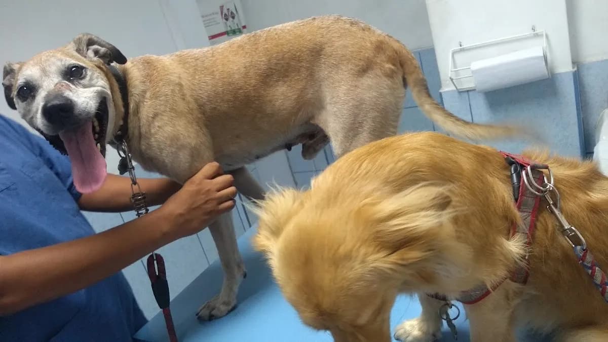 Clínica Veterinaria Delgado