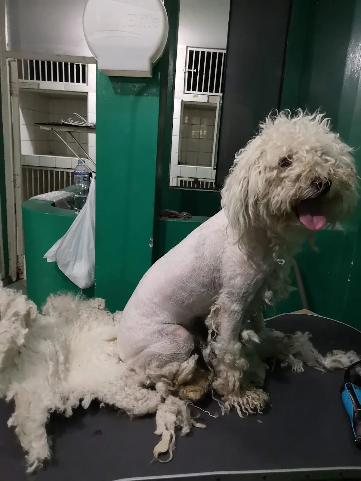 Clínica Veterinaria Mi Mascota