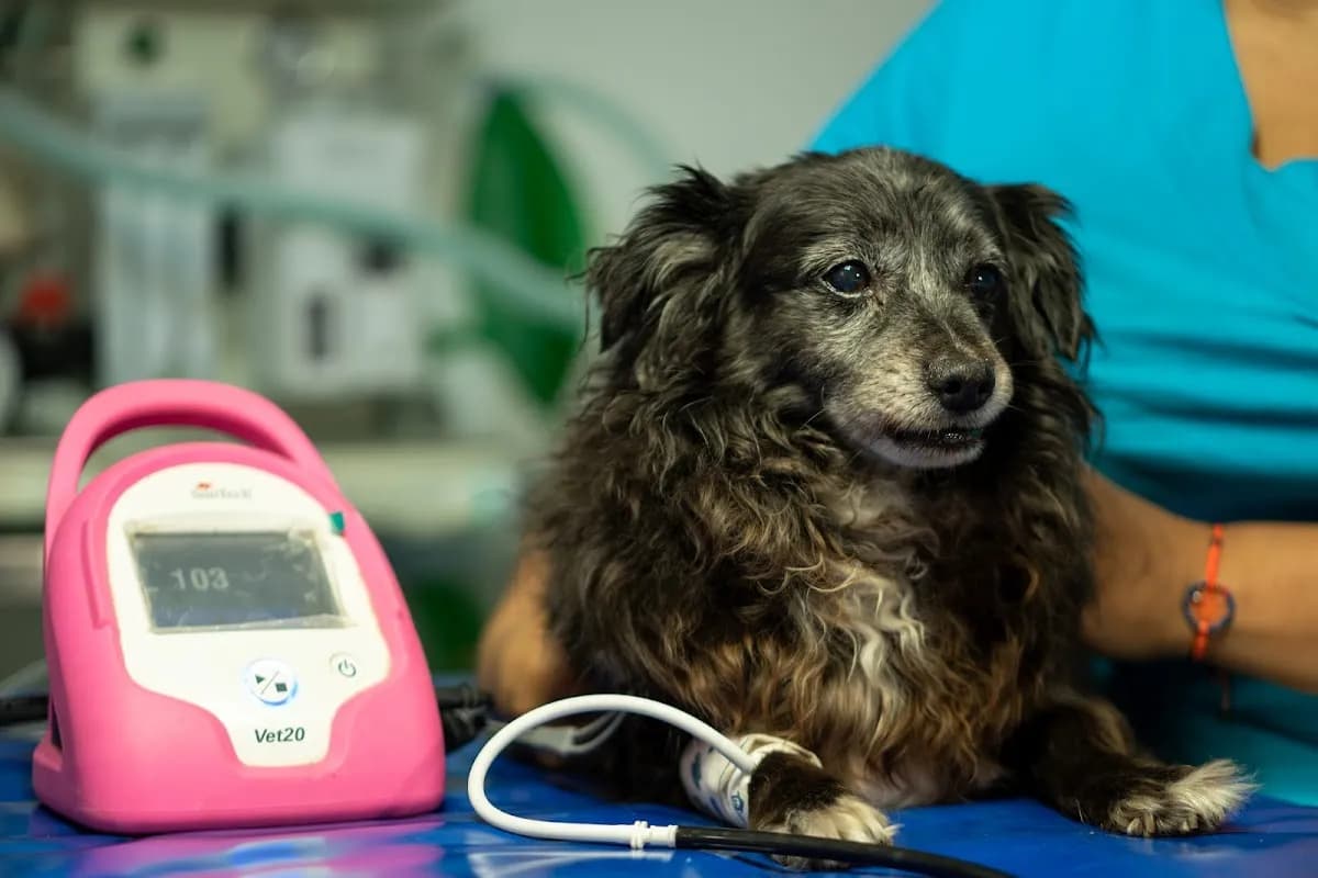 Clinica Veterinaria God's Angels - Sede Av. Revolución