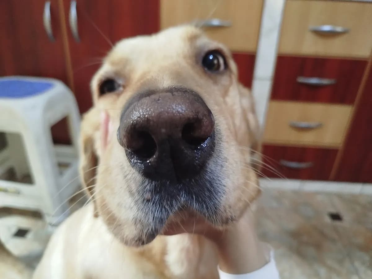 Veterinaria Animal Surco