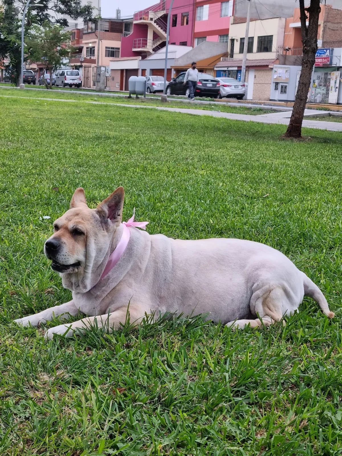 Veterinaria San Felipe