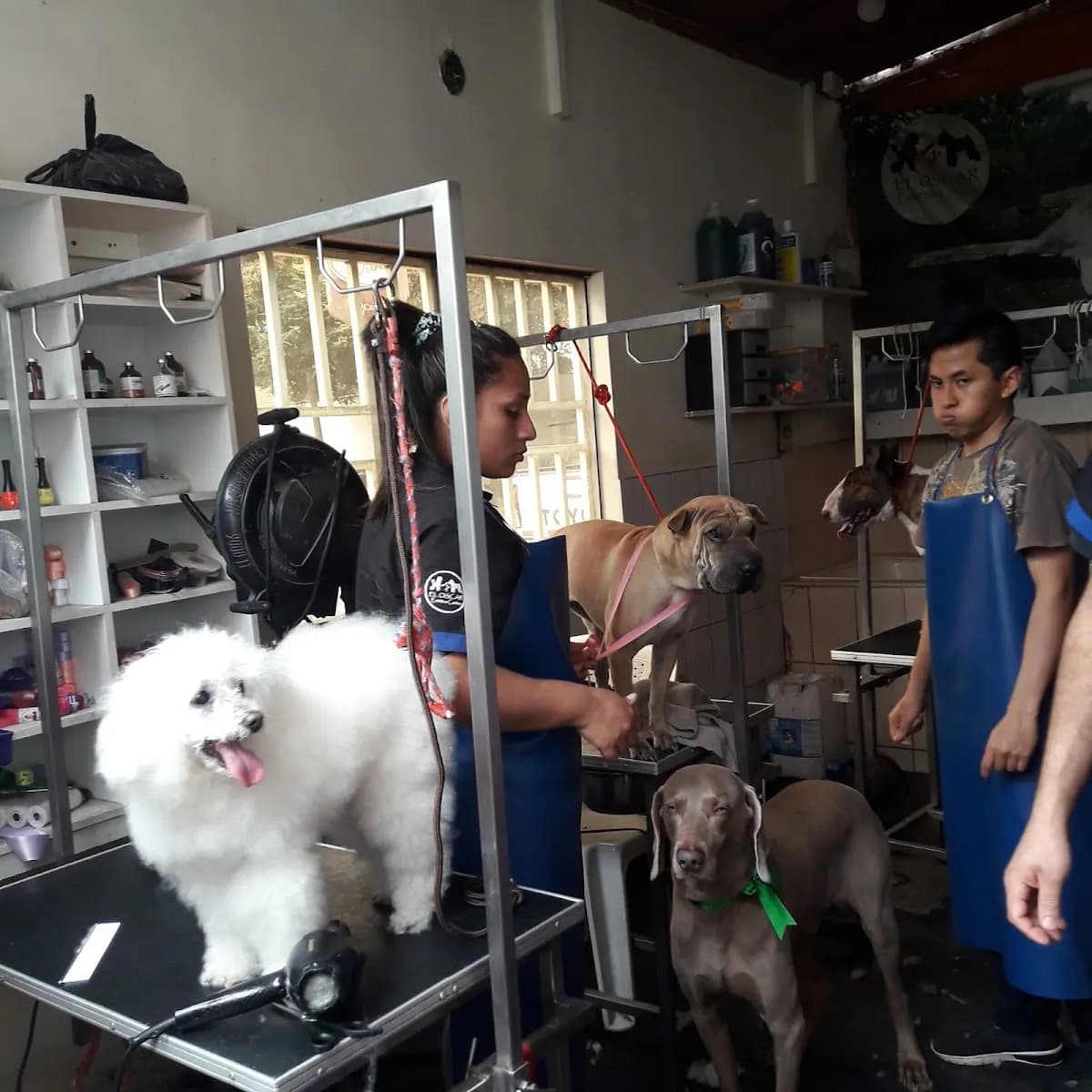 El Oscar Estética Canina & Veterinaria