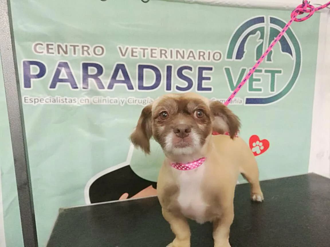 Paradise Vet Centro Veterinario