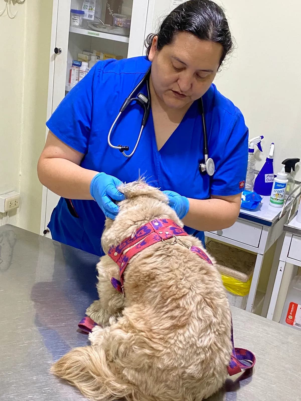 Veterinaria Narices Húmedas