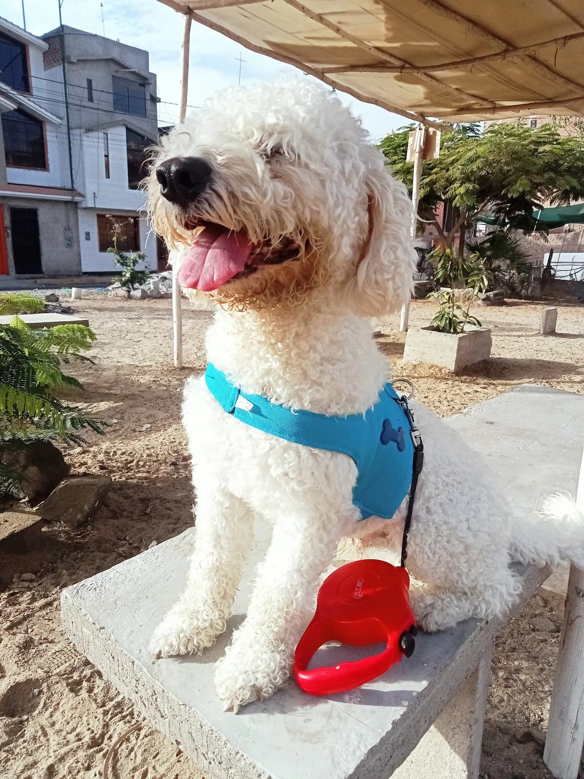 Zoolandia Vet Nuevo Chimbote
