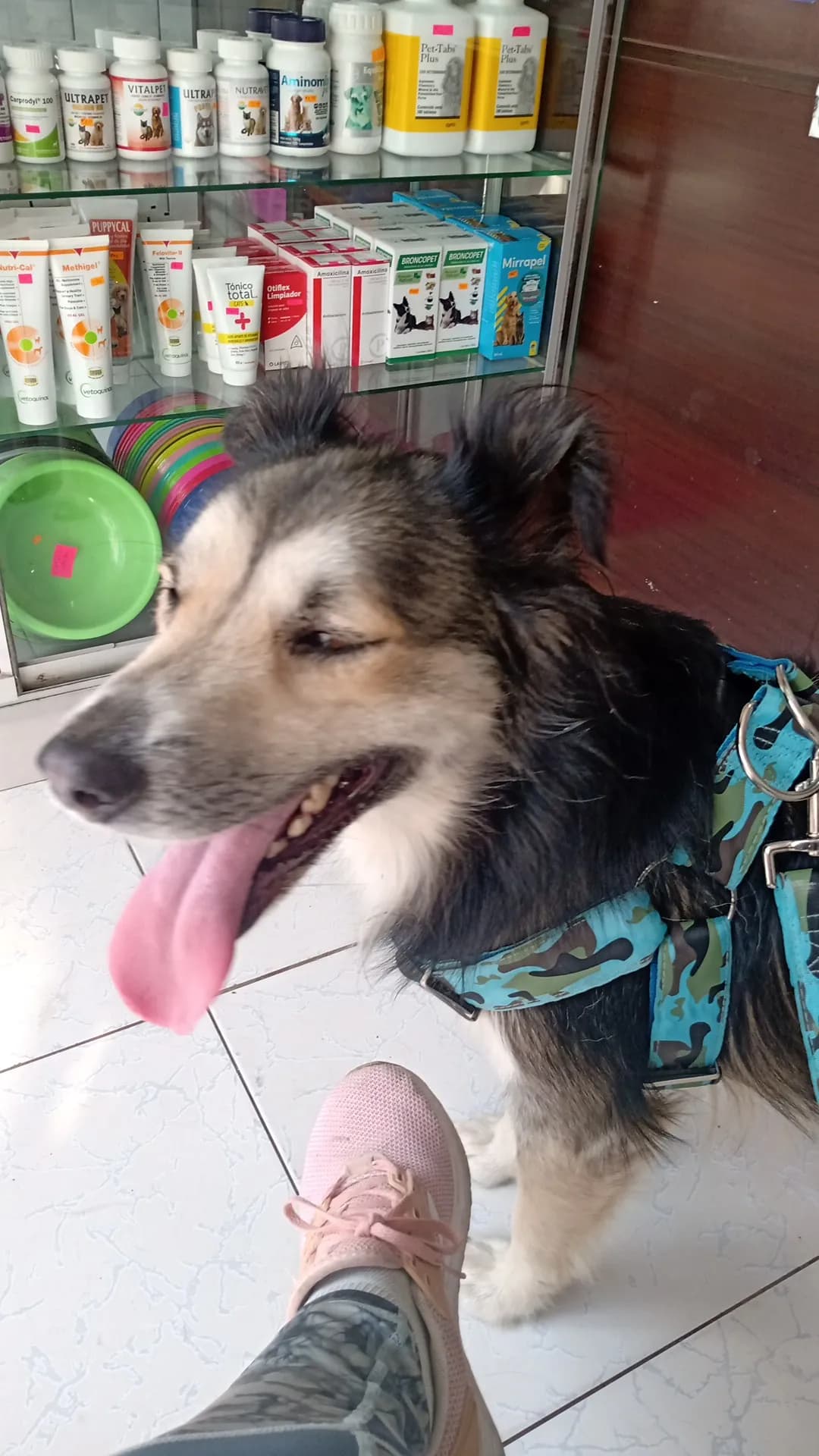 Veterinaria Felican Pets