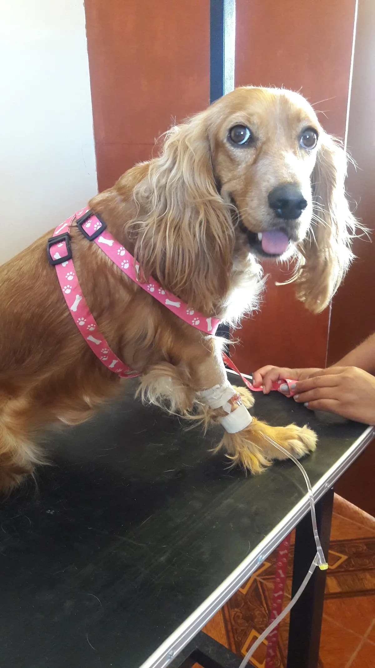 Mas Que Mascotas Veterinaria