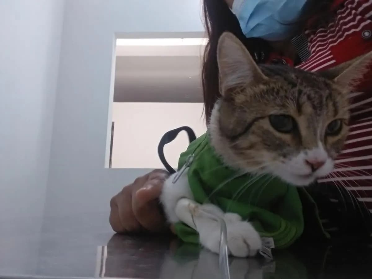 Clínica Veterinaria Car Val sede santa clara