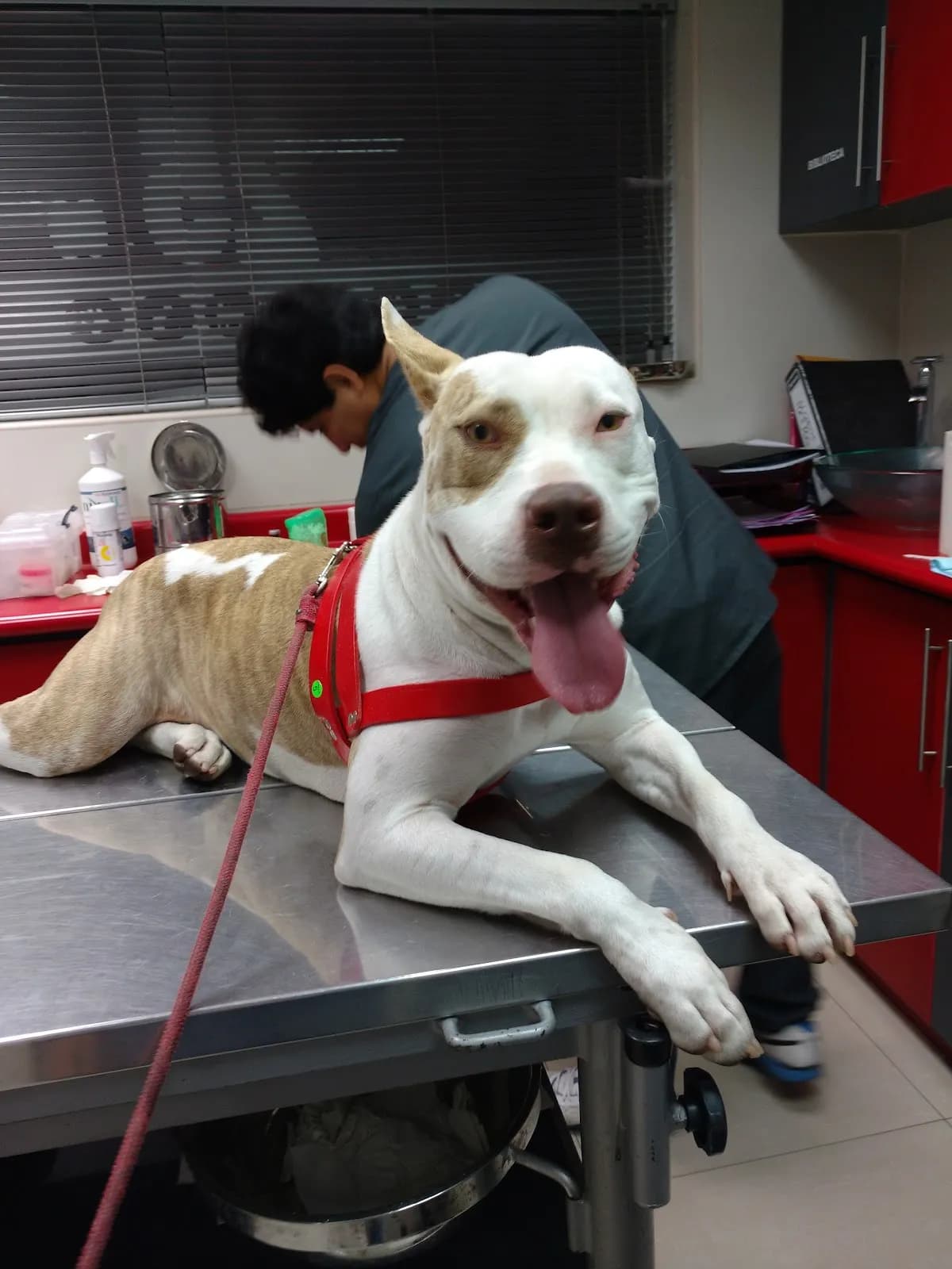 Clinica Veterinaria Pet Center