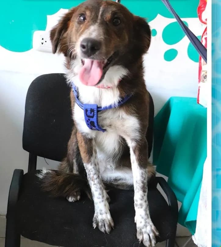 Clínica Veterinaria NICOVET