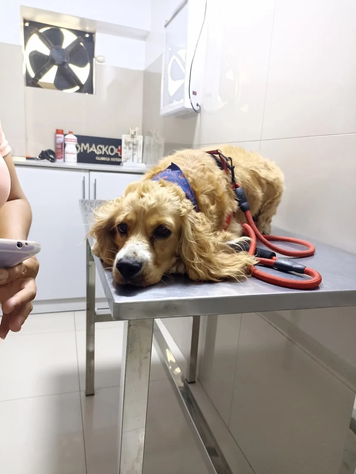 Clínica Veterinaria Maskotas