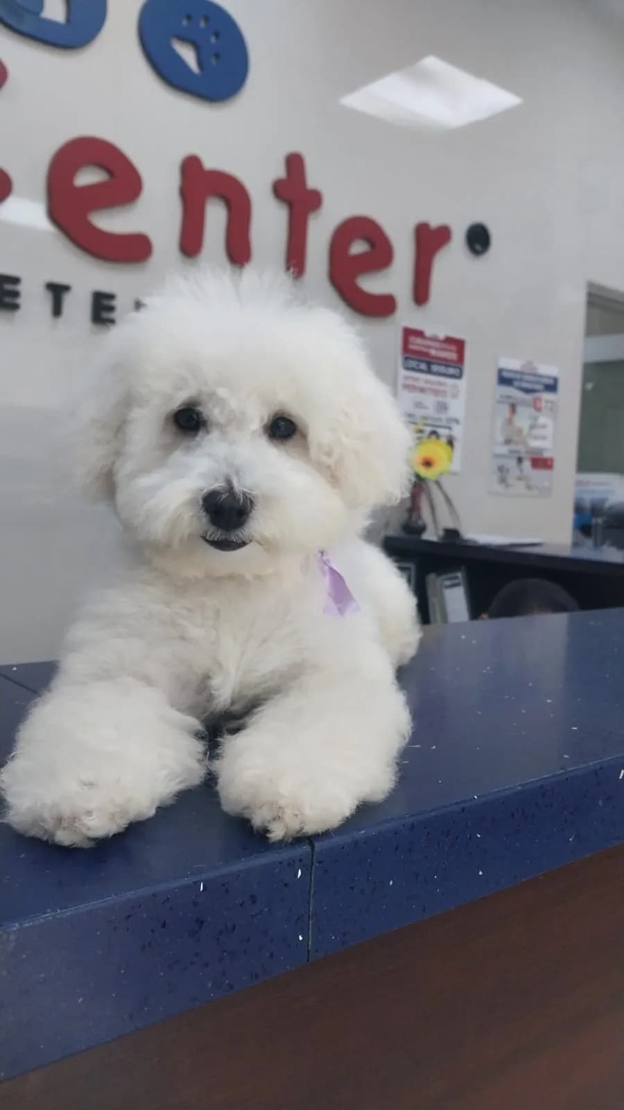 Pet Center Clinica Veterinaria