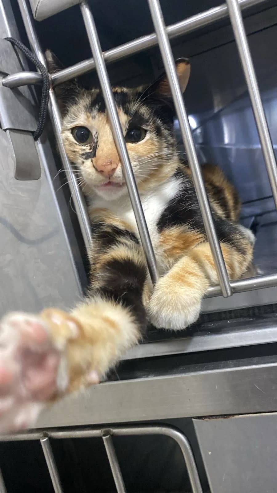 Veterinaria Entre Patas Máncora