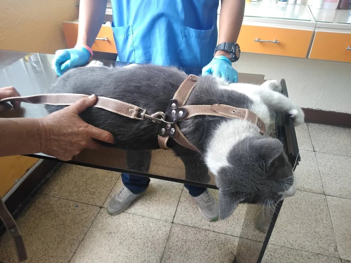 Veterinaria María Auxiliadora