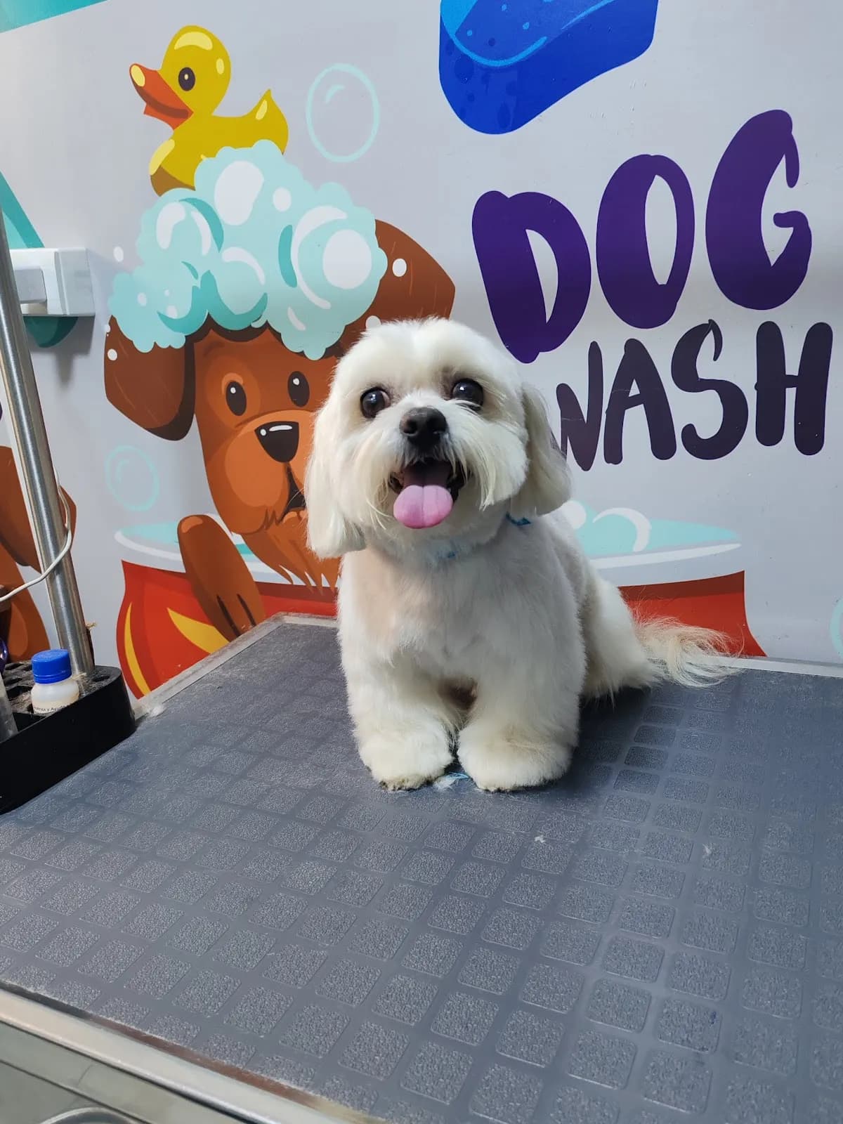CLINICA VETERINARIA SAN MARTIN SEDE TUPAC AMARU