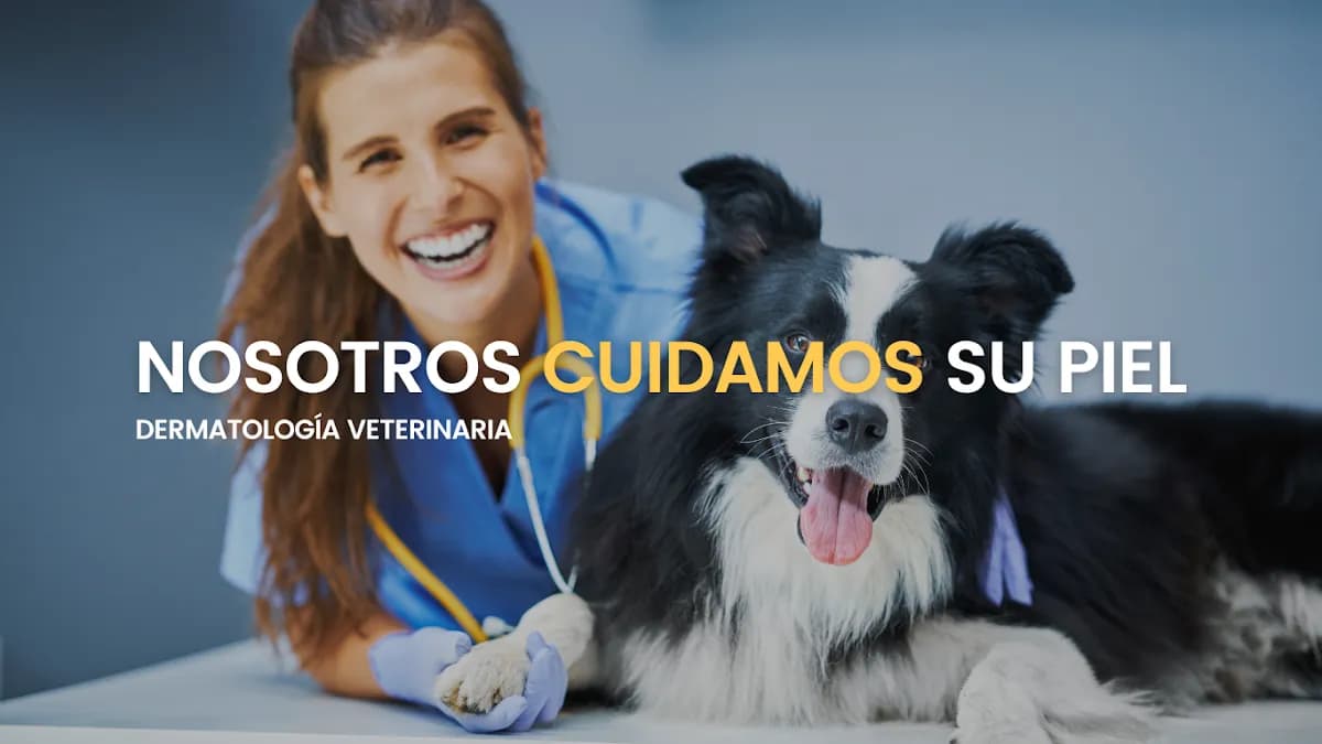 CANES VETERINARIA SURCO Dermatología y Nutrición veterinaria
