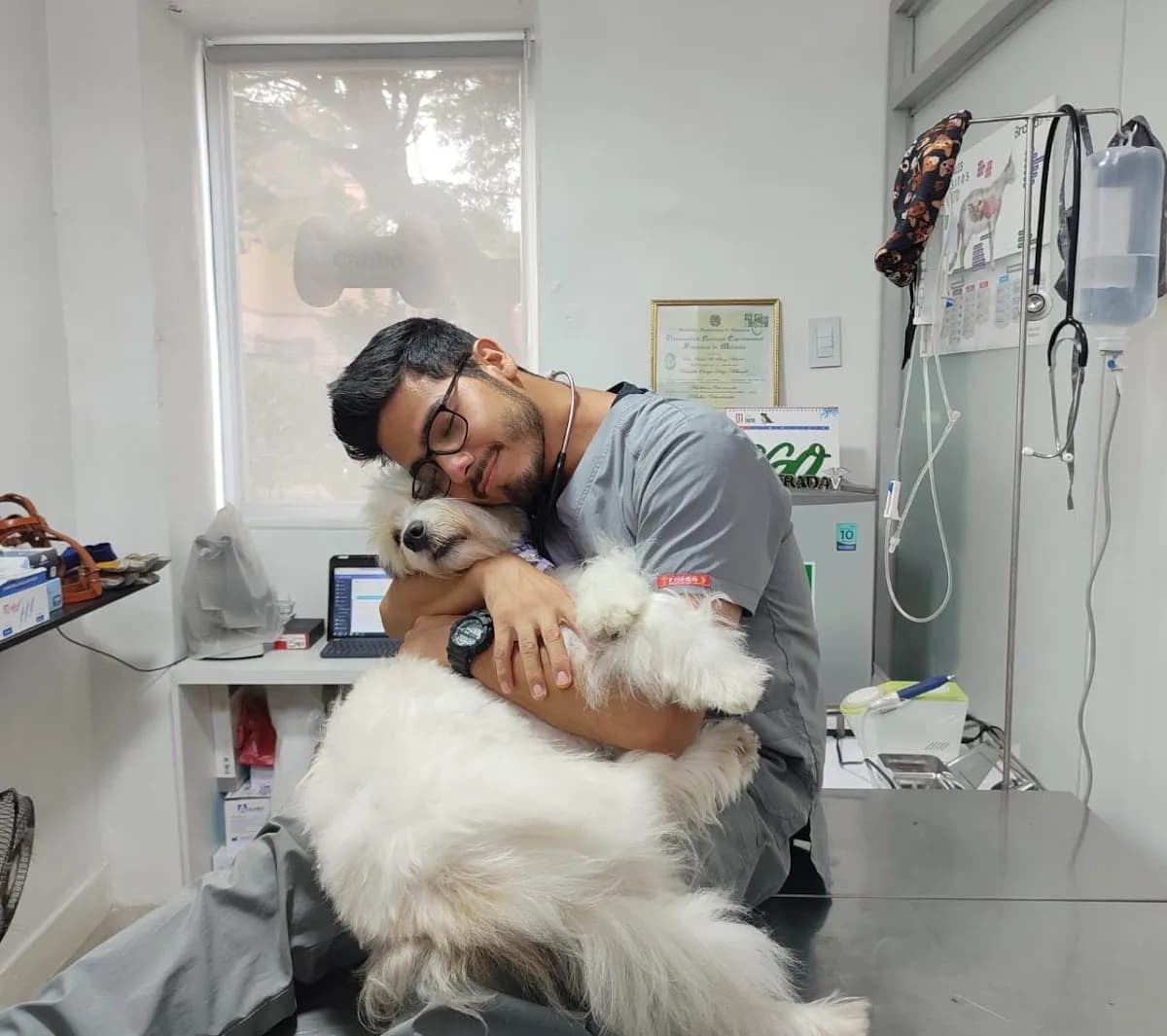 Veterinaria Pet Safety | Dónde las mascotas siempre quieren volver