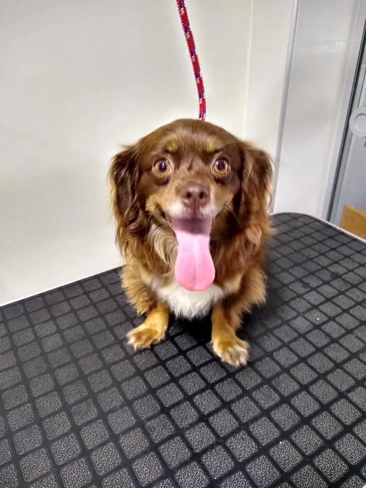 Veterinaria Pet Club Comas