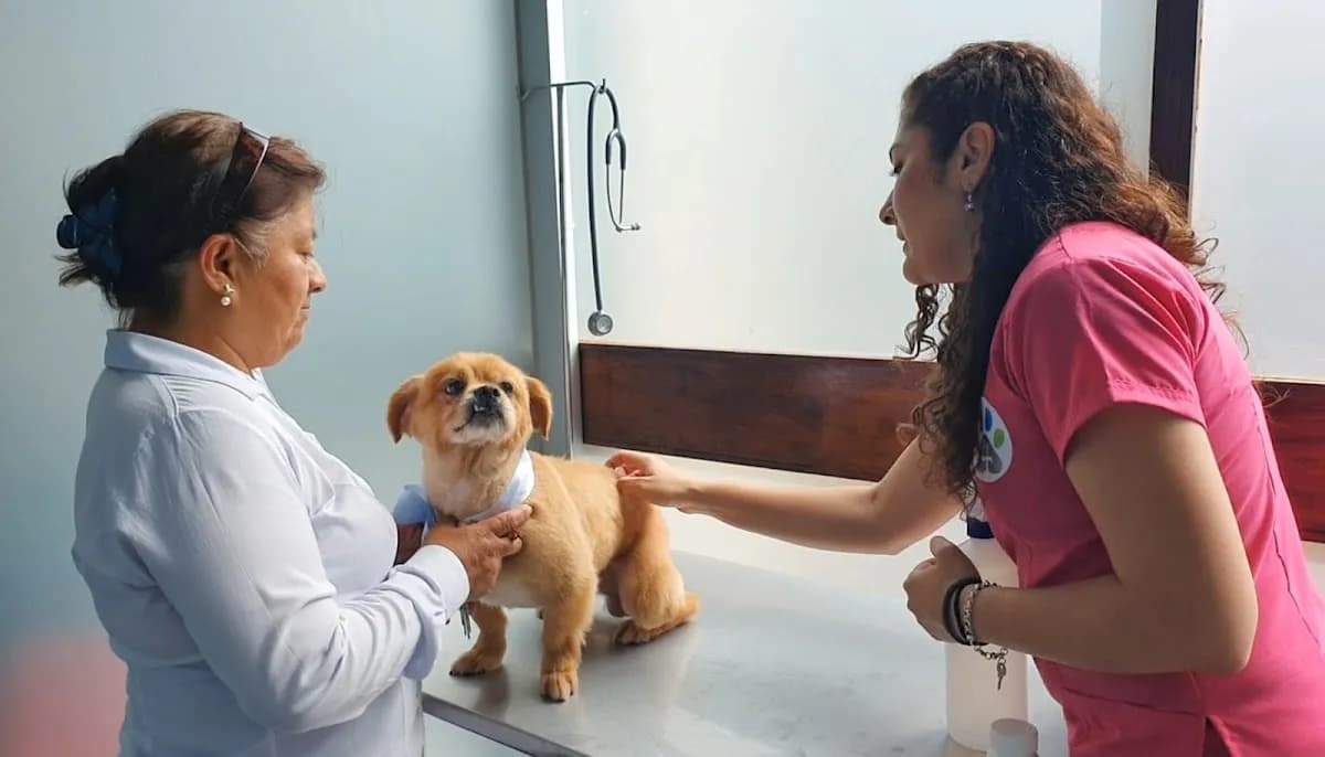 Veterinaria Mis 4 patas