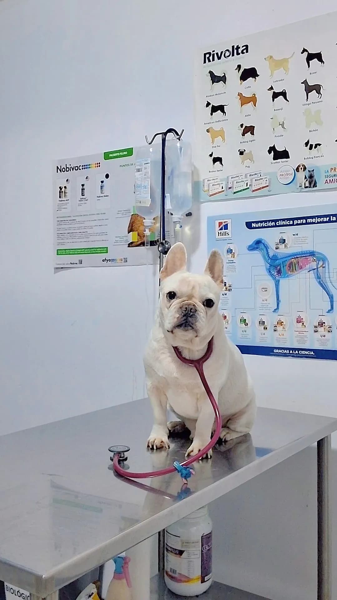 Clínica Veterinaria Kusi Pet