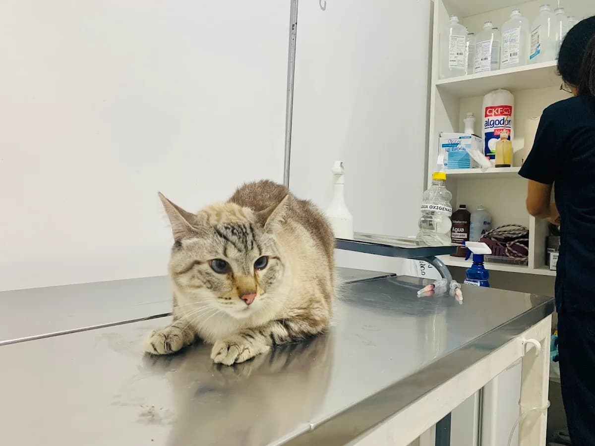 Pet Time Veterinaria - San Borja