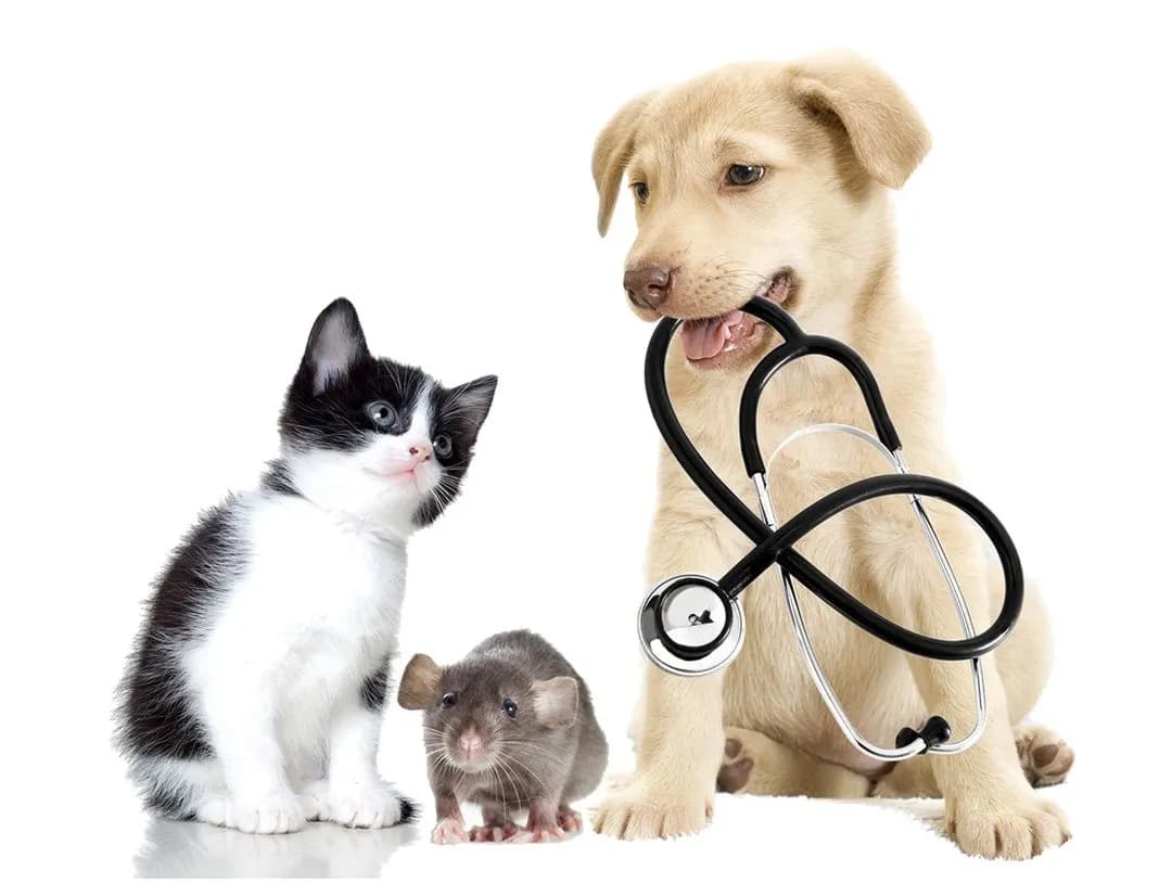 CLINICA VETERINARIA EL PERRO LOCO