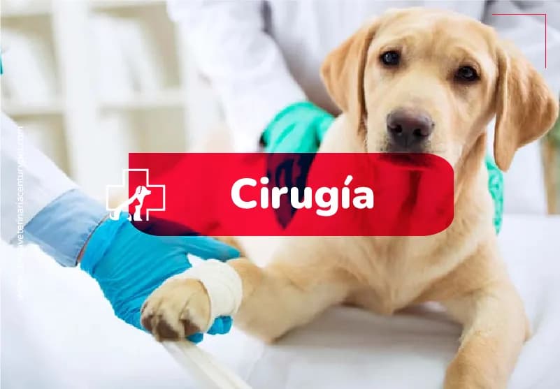 Century Pet Clínica Veterinaria Miraflores Lima | Médico Veterinario 24 Horas | Pet Shop