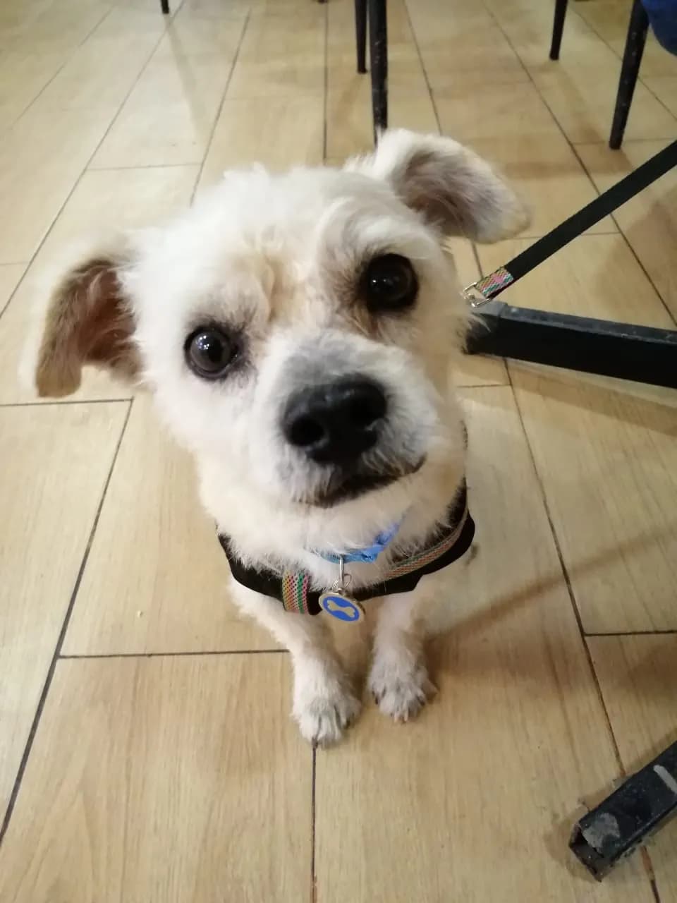 Veterinaria HNO DE ASIS
