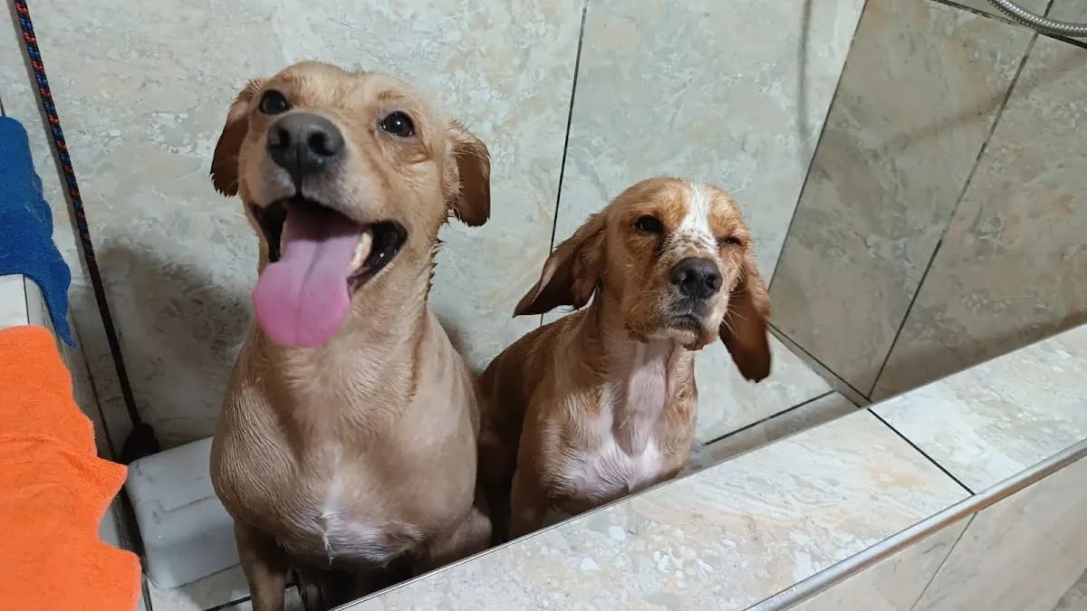 Veterinaria CUGAR