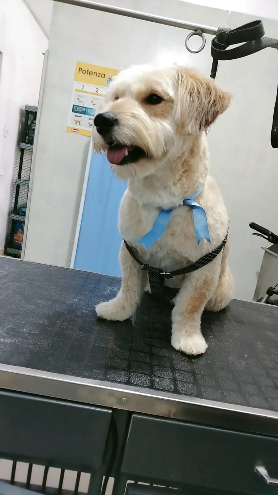 VILLA PATITAS veterinaria pet shop