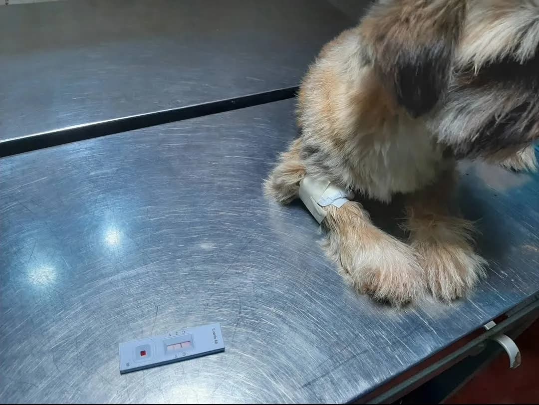 clinica veterinaria mascotas en familia