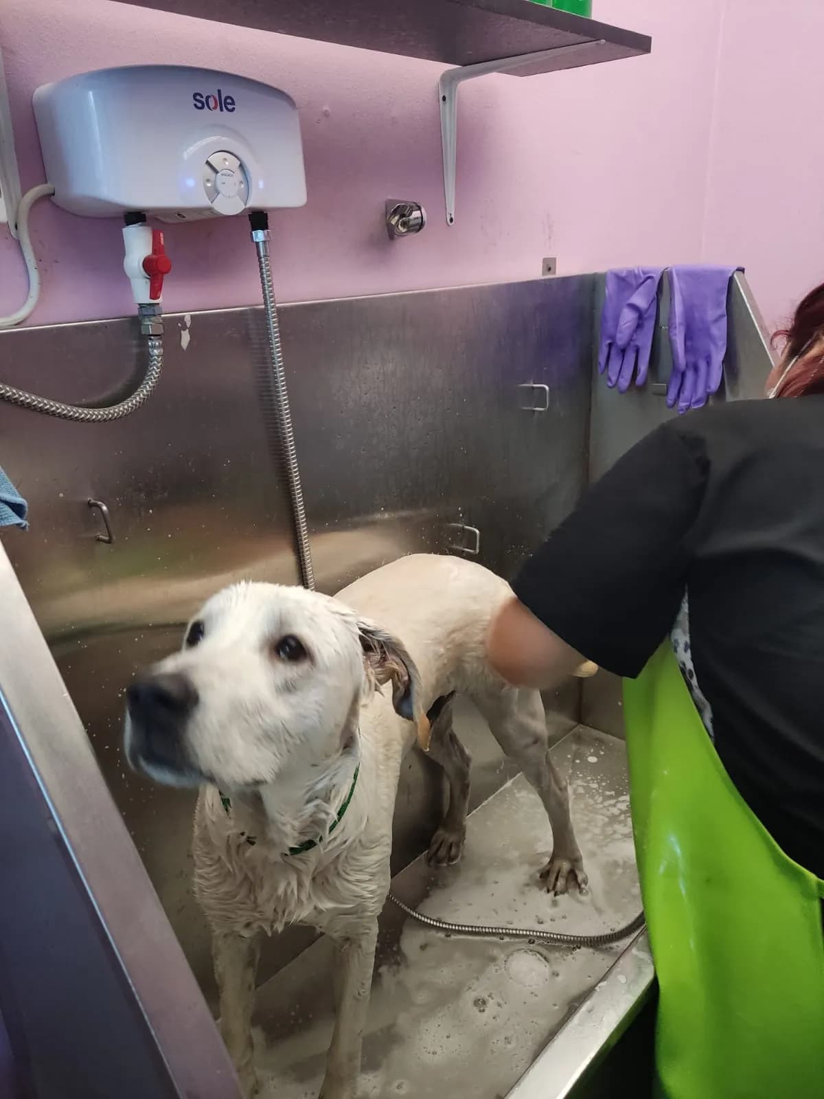 Veterinaria y Spa Pet Sociality