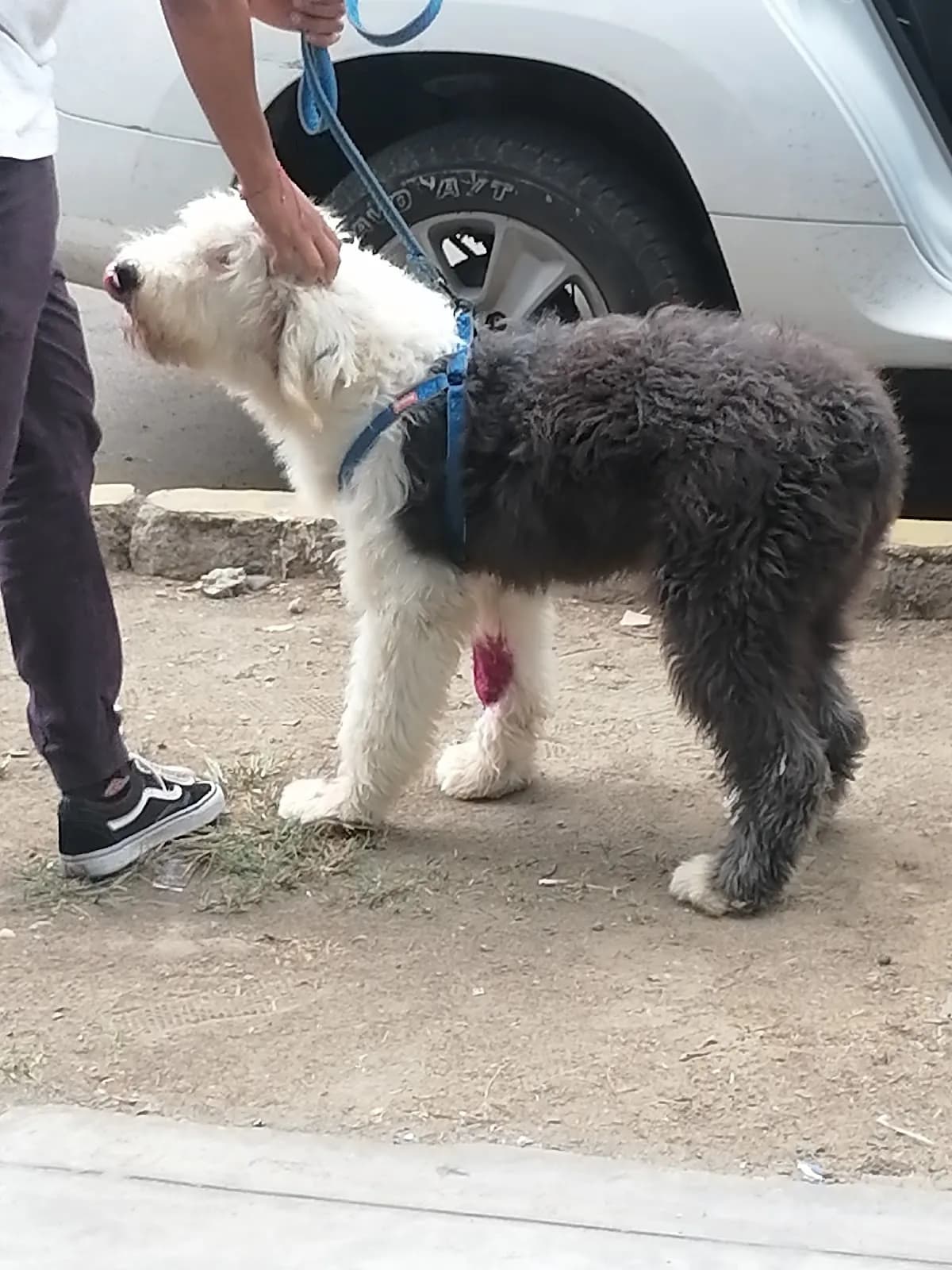 Veterinaria Medical Pets
