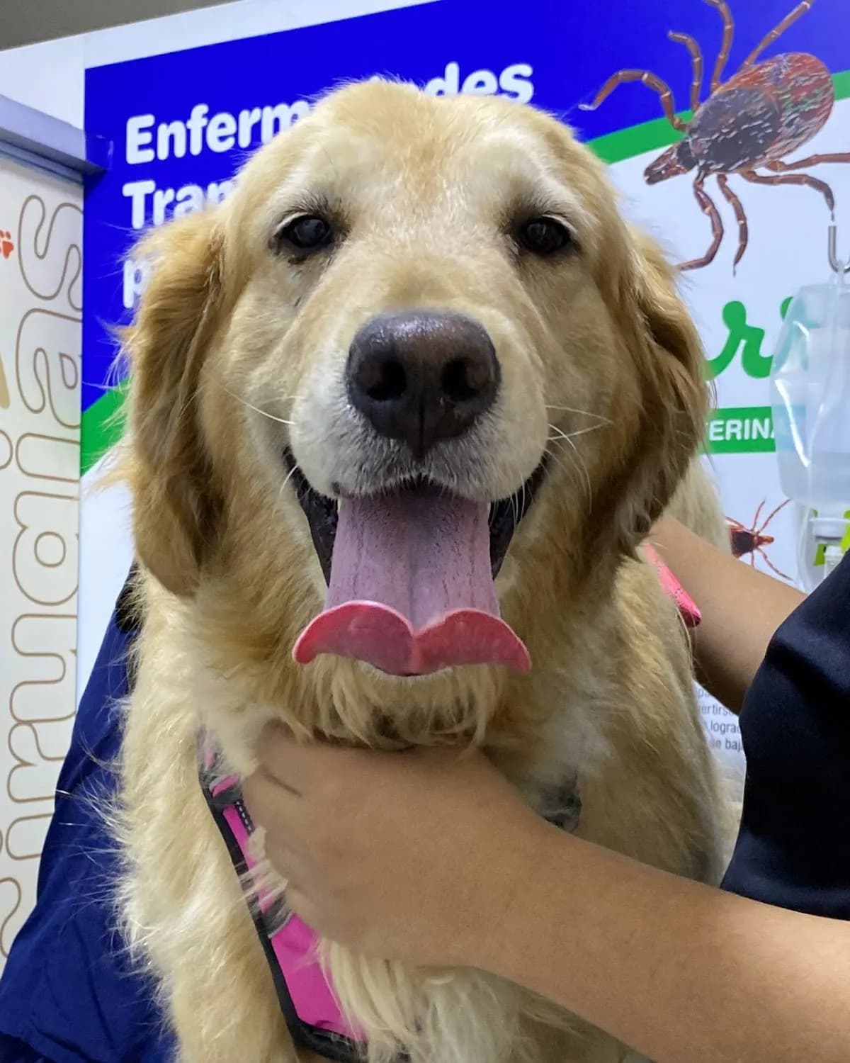 Clinica veterinaria Gavet - Puente Piedra