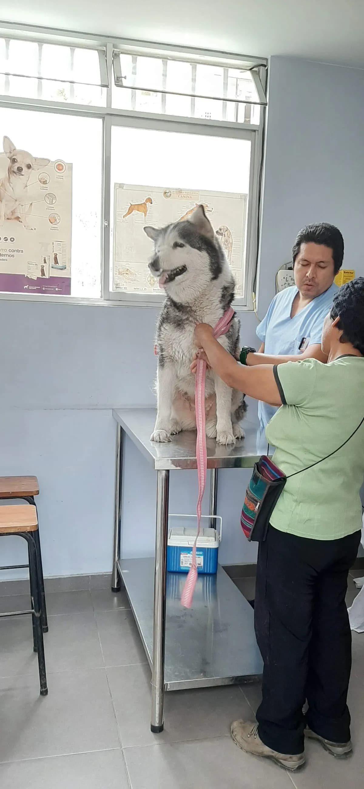 Veterinaria Fox