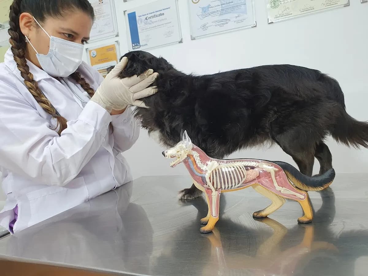 Clinica Veterinaria God's Angels - Sede Av. Central