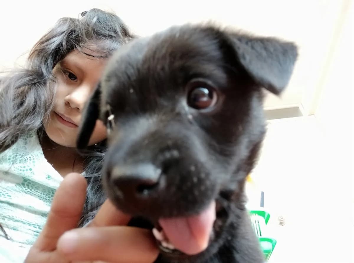 Clínica Veterinaria Don Perro